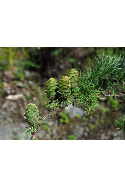 Larix kaempferi